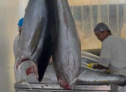 Aumento do tarifaço dos eua ameaça mais uma vez sal e pescado potiguares | notícias do rio grande do norte Atum 02