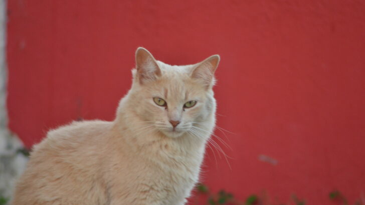 Gatos (12)