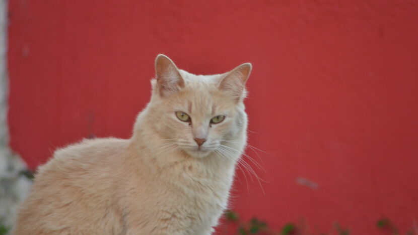 Mutirão vai castrar 100 gatos em mossoró de forma gratuita | notícias do rio grande do norte Gatos (12)