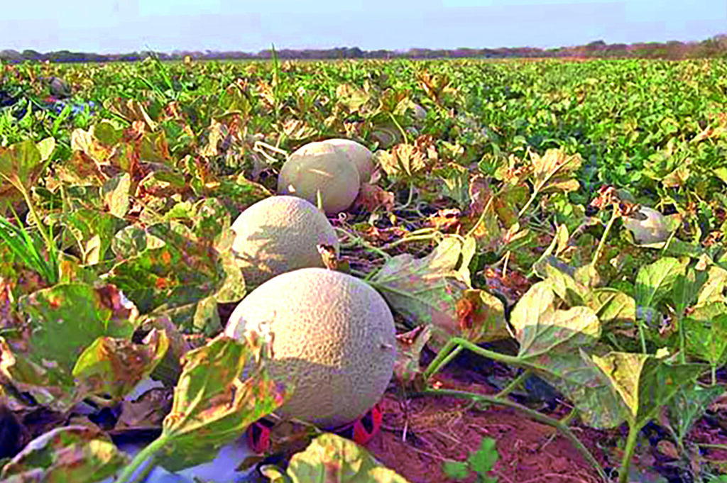 Lideranças do agronegócio se encontram em mossoró para discutir fruticultura; inscrições são gratuitas | notícias do rio grande do norte IMPRESSO (1)
