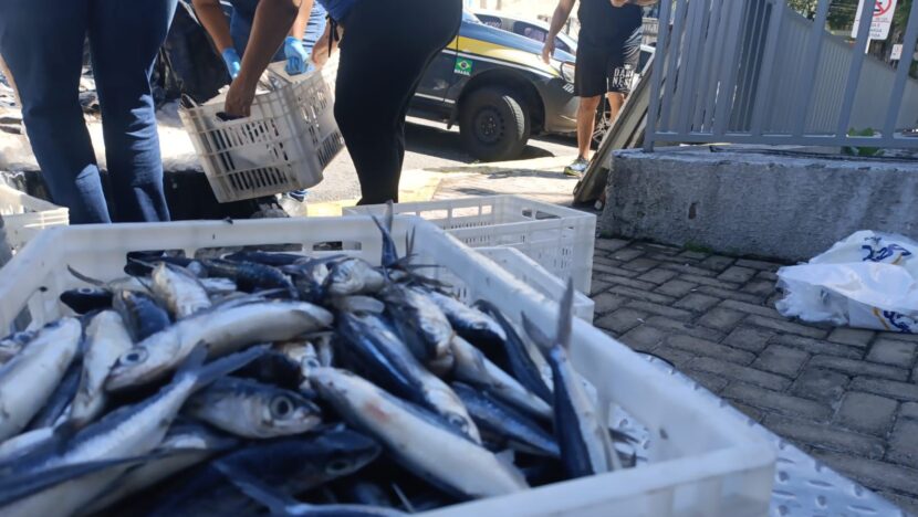 Prf apreende quase 700kg de peixe-voador sem documentação na região do mato grande | notícias do rio grande do norte WhatsApp Image 2026 06 01 at 13.29.01