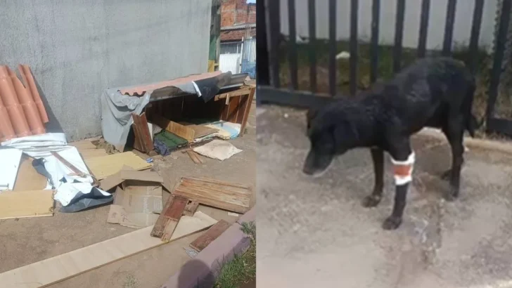 abrigodestruido caoferido recantodasemas