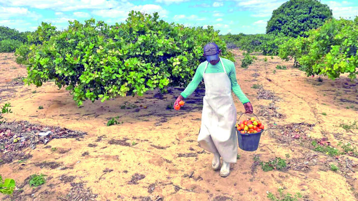 agricultor