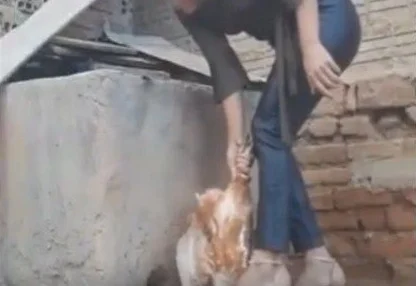 animais Copia