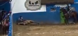 cavalo caico
