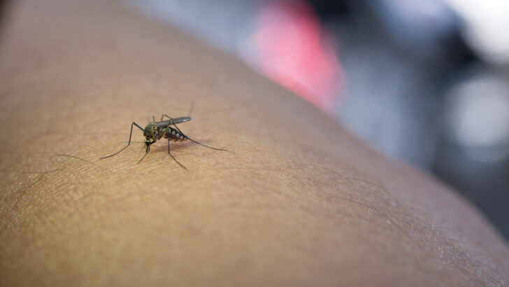 close up mosquito sucking blood from human arm