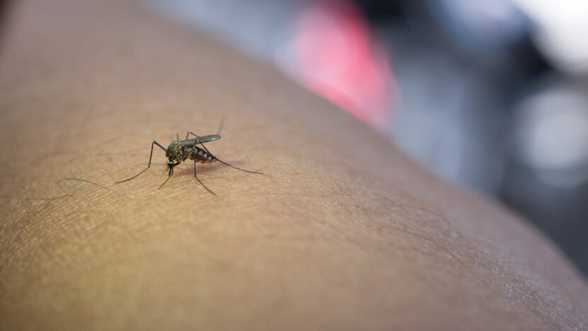 Mosquitos treinados passaram a buscar vítimas com repelente | notícias do rio grande do norte close up mosquito sucking blood from human arm
