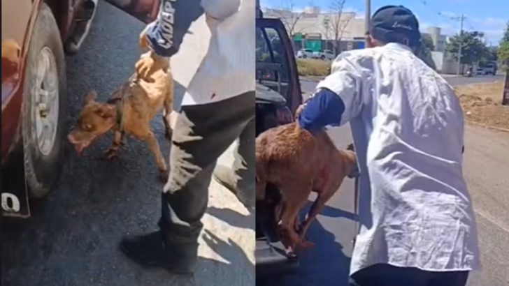 copia de edicao imagens g1 2