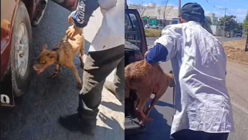 copia de edicao imagens g1 2