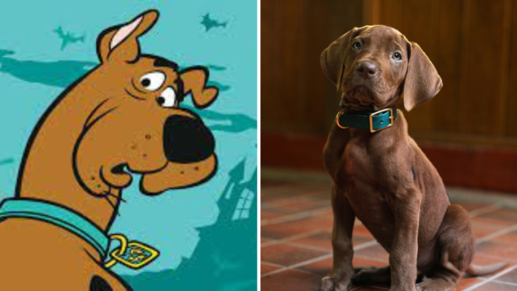 scooby doo raca