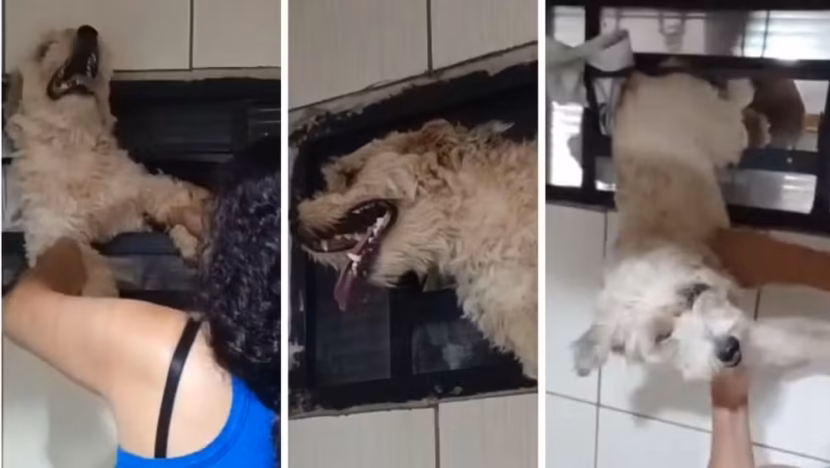 Cachorro fica preso em janela ao tentar fugir de fogos durante jogo da seleção no interior de sp | notícias do rio grande do norte tamanho post materia 48