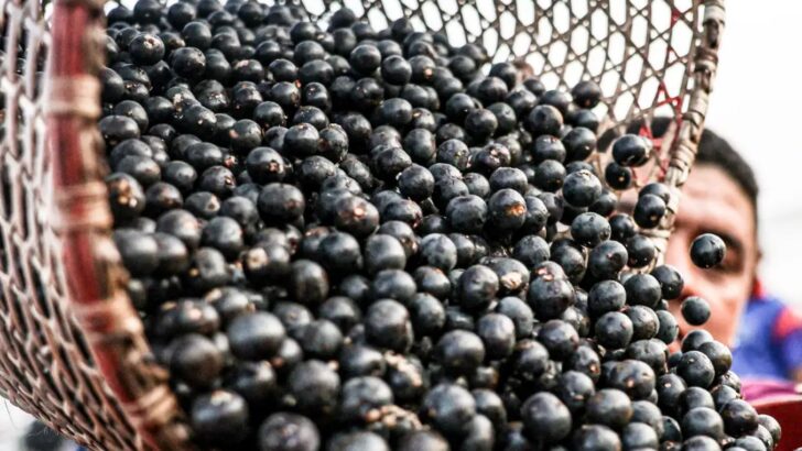 açaí Copia