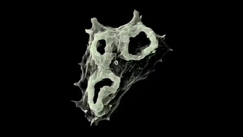ameba
