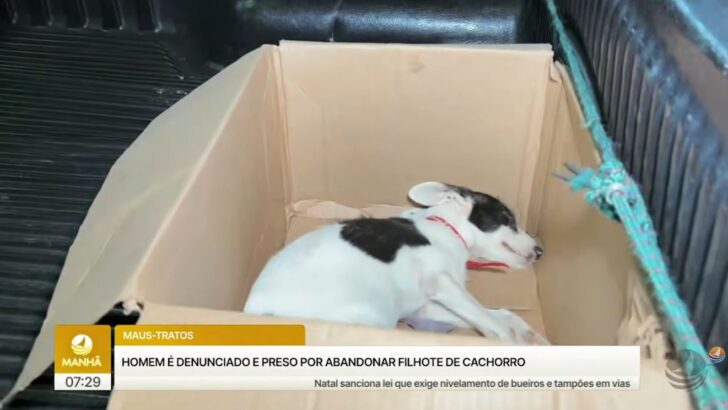 cachorro