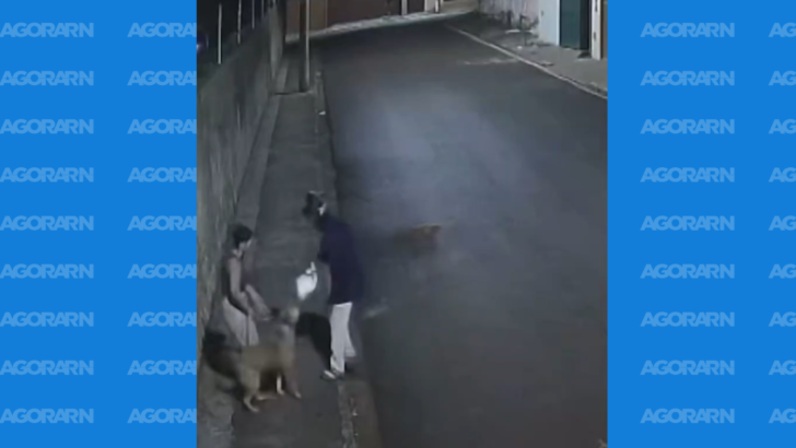 cachorro