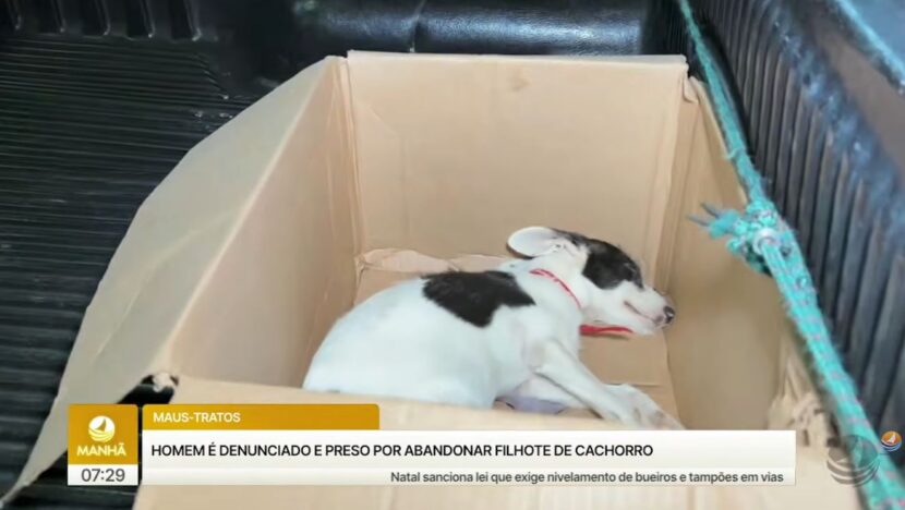 cachorro