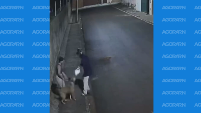 Cachorro é baleado ao defender tutora durante assalto em ribeirão preto | notícias do rio grande do norte cachorro