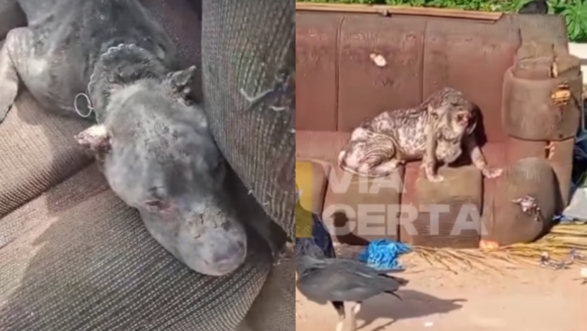 Pitbull ferida sendo resgatada pela ONG Amor de 4 Patas RN