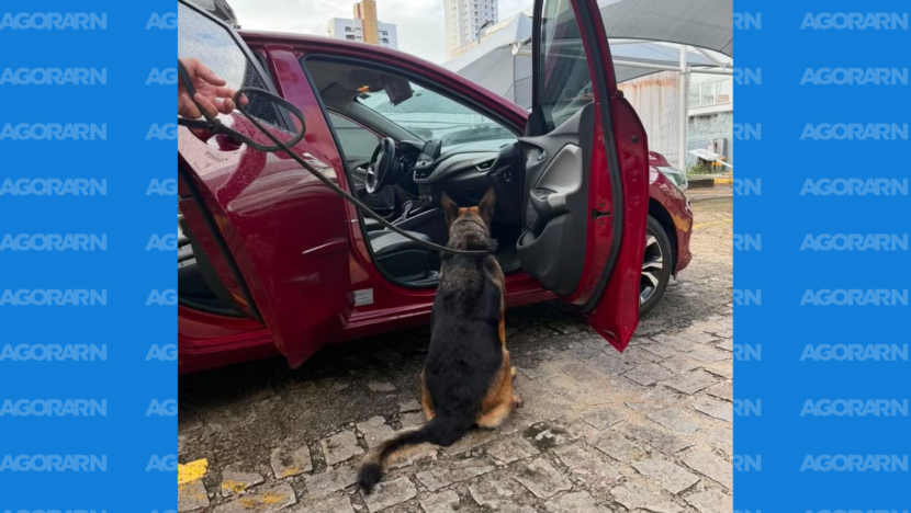 Investigação aponta desvio de cetamina adquirida para uso veterinário no rn | notícias do rio grande do norte capa portal (84)
