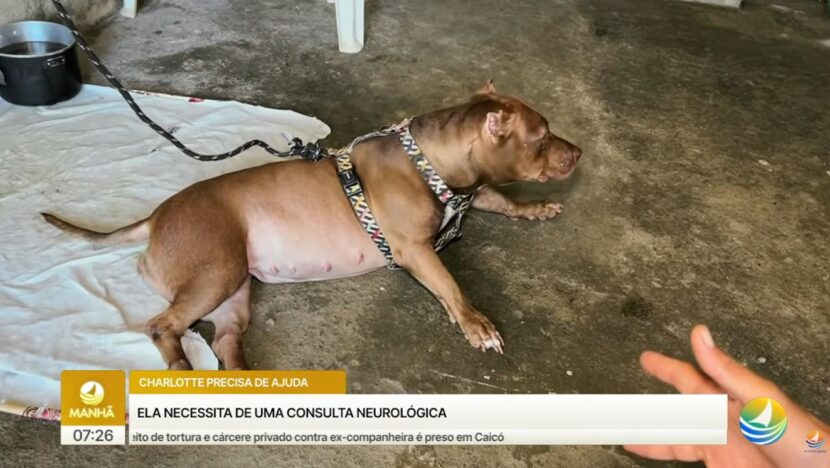 Após acidente, tutor faz campanha para custear tratamento de cadela que perdeu os movimentos em natal | notícias do rio grande do norte charlote