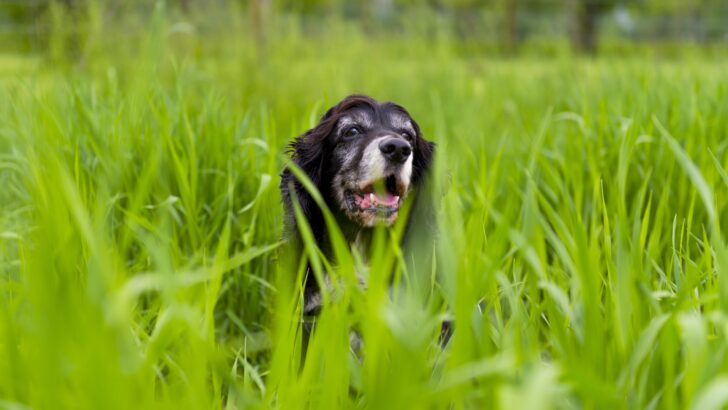 dog surrounded by green grass park Copia