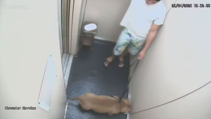 doguinho