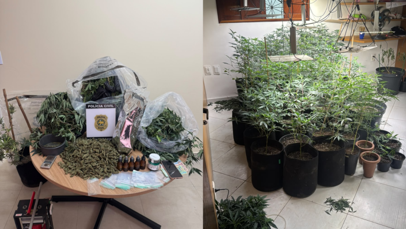 Polícia desmonta laboratório de maconha que poderia render r$ 500 mil em natal | notícias do rio grande do norte lores de maconha, estufas e equipamentos apreendidos pela Polícia Civil durante operação que desarticulou um laboratório clandestino de cultivo da droga em Natal