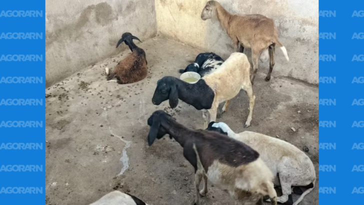 Ovelhas feridas após ataque de cães em propriedade rural de Jardim do Seridó, no Seridó potiguar, onde três animais morreram e outros desapareceram