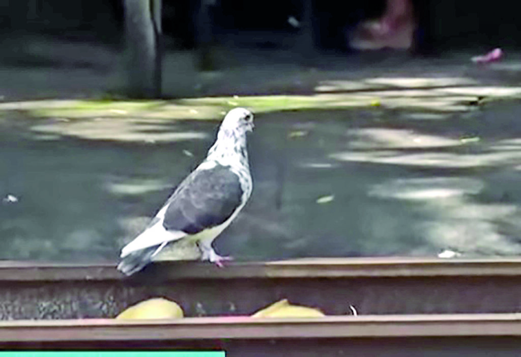 pombo