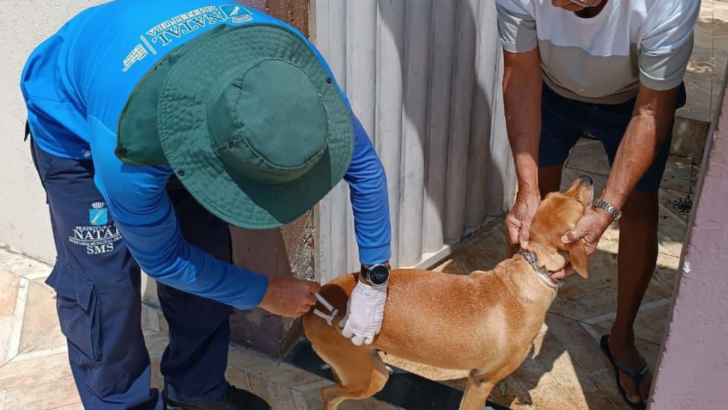 Cães e gatos podem tomar vacina antirrábica - Foto: SMS
