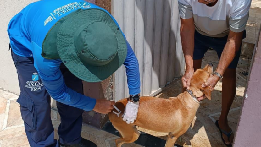 Cães e gatos podem tomar vacina antirrábica - Foto: SMS