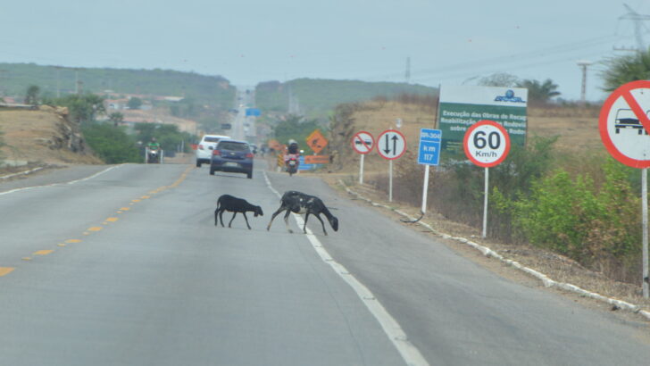 PRF já manejou mais de 1.100 animais soltos em rodovias do RN em 2026