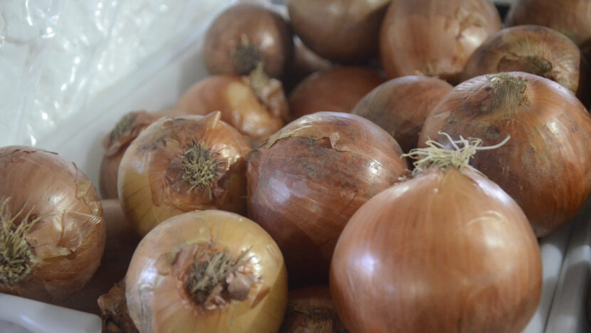 Plantio de cebola em Baraúna, no Oeste potiguar