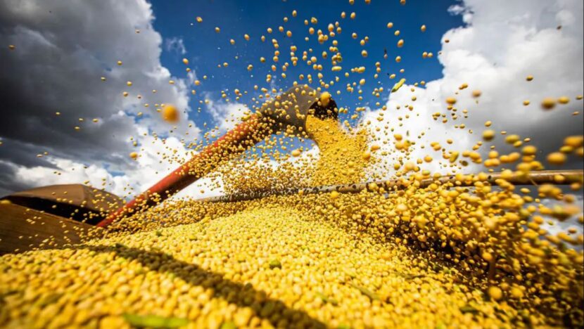 Grãos são despejados durante operação de colheita agrícola sob céu com nuvens
