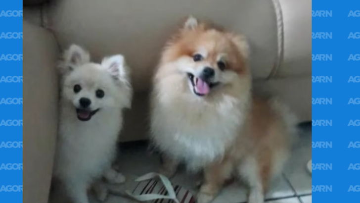 Dois cães da raça Spitz Alemão sentados dentro de uma residência