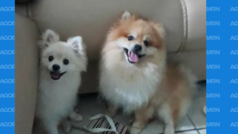 Dois cães da raça Spitz Alemão sentados dentro de uma residência