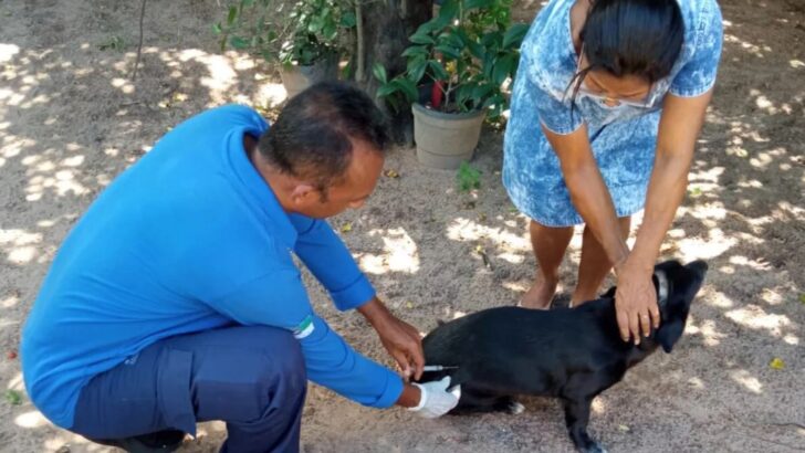 Vacinação de cachorro