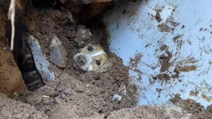 cao e resgatado apos ficar mais horas soterrado em escombros de muro que desabou em sc