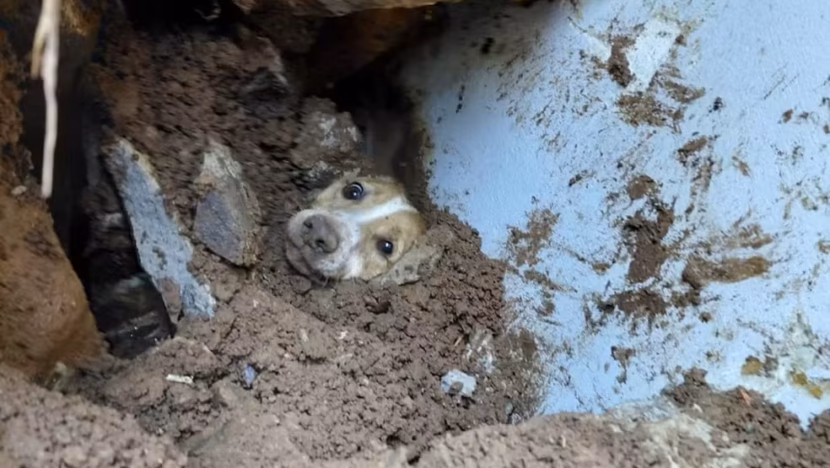 cao e resgatado apos ficar mais horas soterrado em escombros de muro que desabou em sc