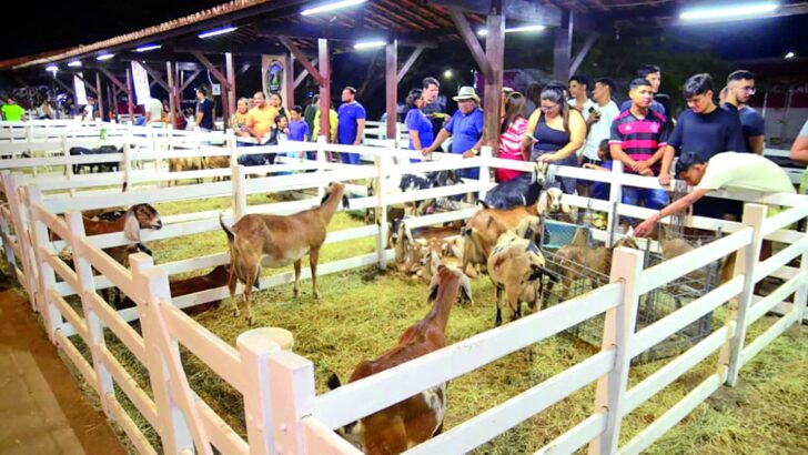 Caprinovinocultura ganha espaço na pecuária potiguar em Mossoró