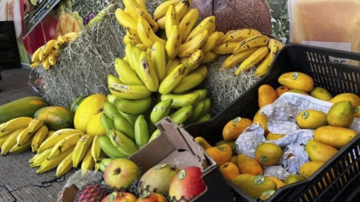 Produção agrícola no Baixo-Açu