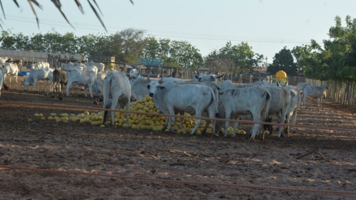 Rebanho bovino em propriedade rural do Rio Grande do Norte