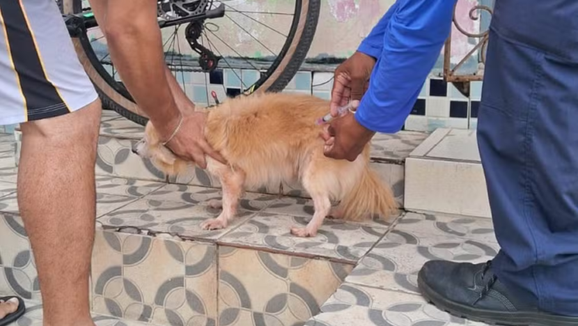 Imagem mostra cão recebendo vacina contra raiva em Natal - Foto: Divulgação/SMS