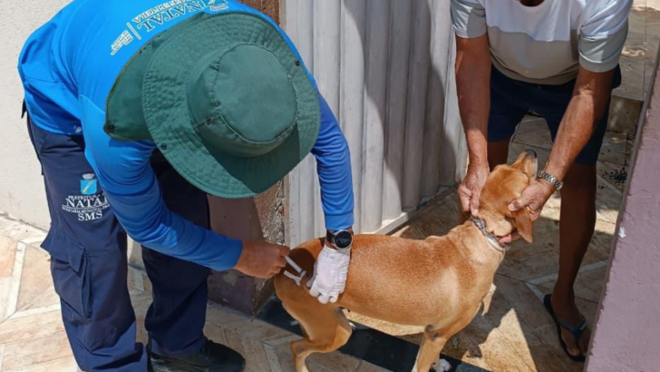 Campanha de vacinação antirrábica | Imagem mostra cachorro recebendo vacina - Foto: SMS