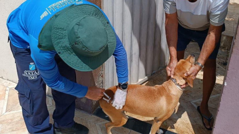 Campanha de vacinação antirrábica | Imagem mostra cachorro recebendo vacina - Foto: SMS