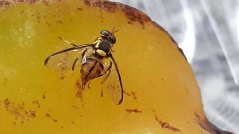 Close de uma mosca-da-carambola pousada sobre a casca amarela de uma fruta