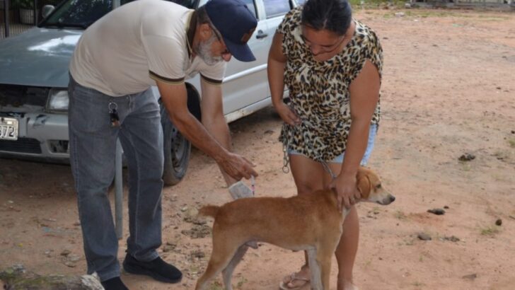 vacinacao antirrabica cao macaiba