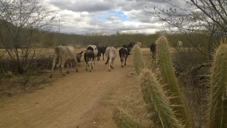Rebanho caminha por estrada de terra em área de vegetação seca, com mandacarus ao lado e céu nublado