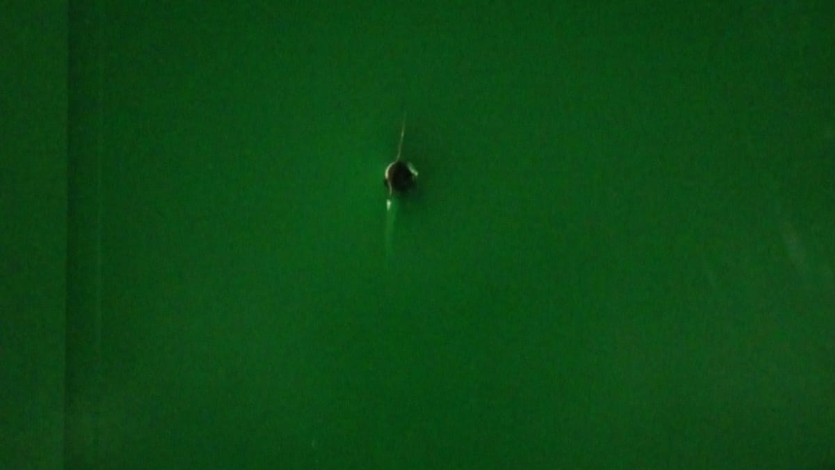 Lataria verde de carreta com um pequeno furo escuro no centro, em imagem noturna de câmera de segurança
