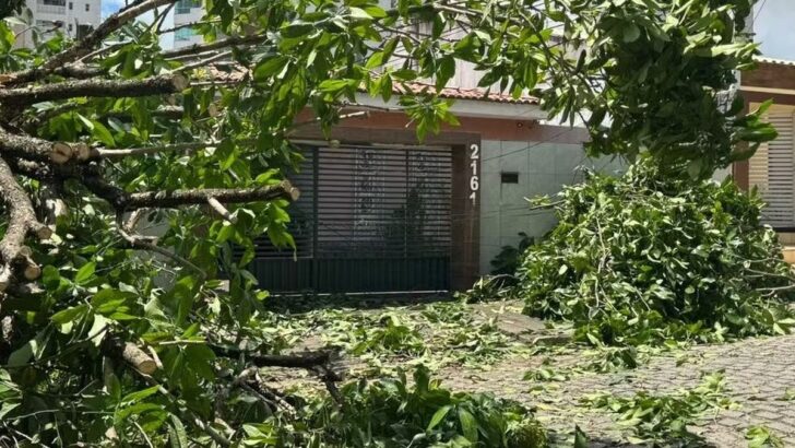 Galhos e folhas de uma árvore caída tomam a calçada e a rua em frente a uma casa com portão cinza